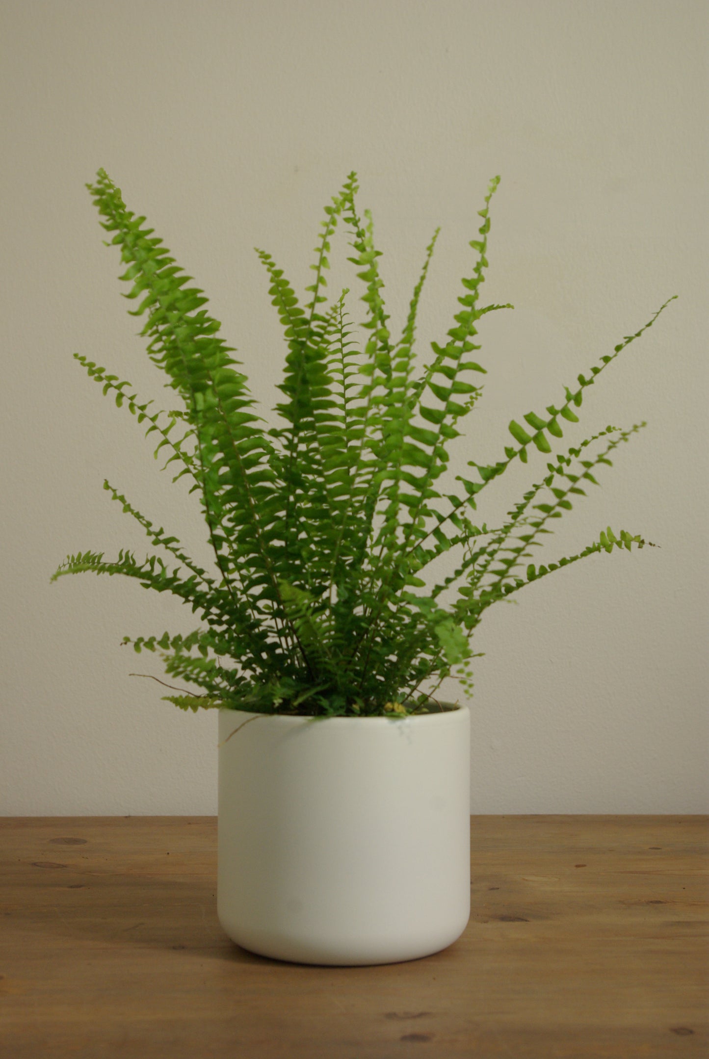 White Matte Pot - 12CM