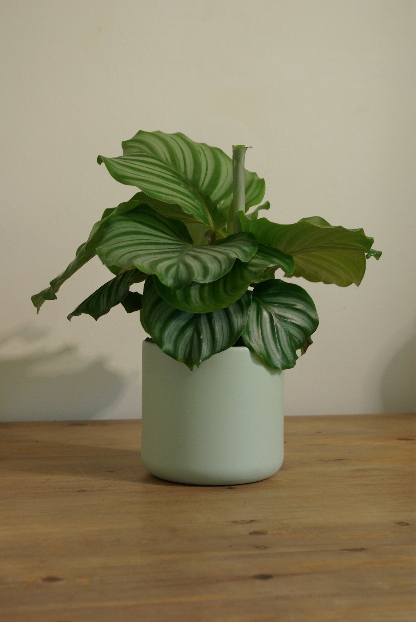 Sage Green Matte Pot - 12cm