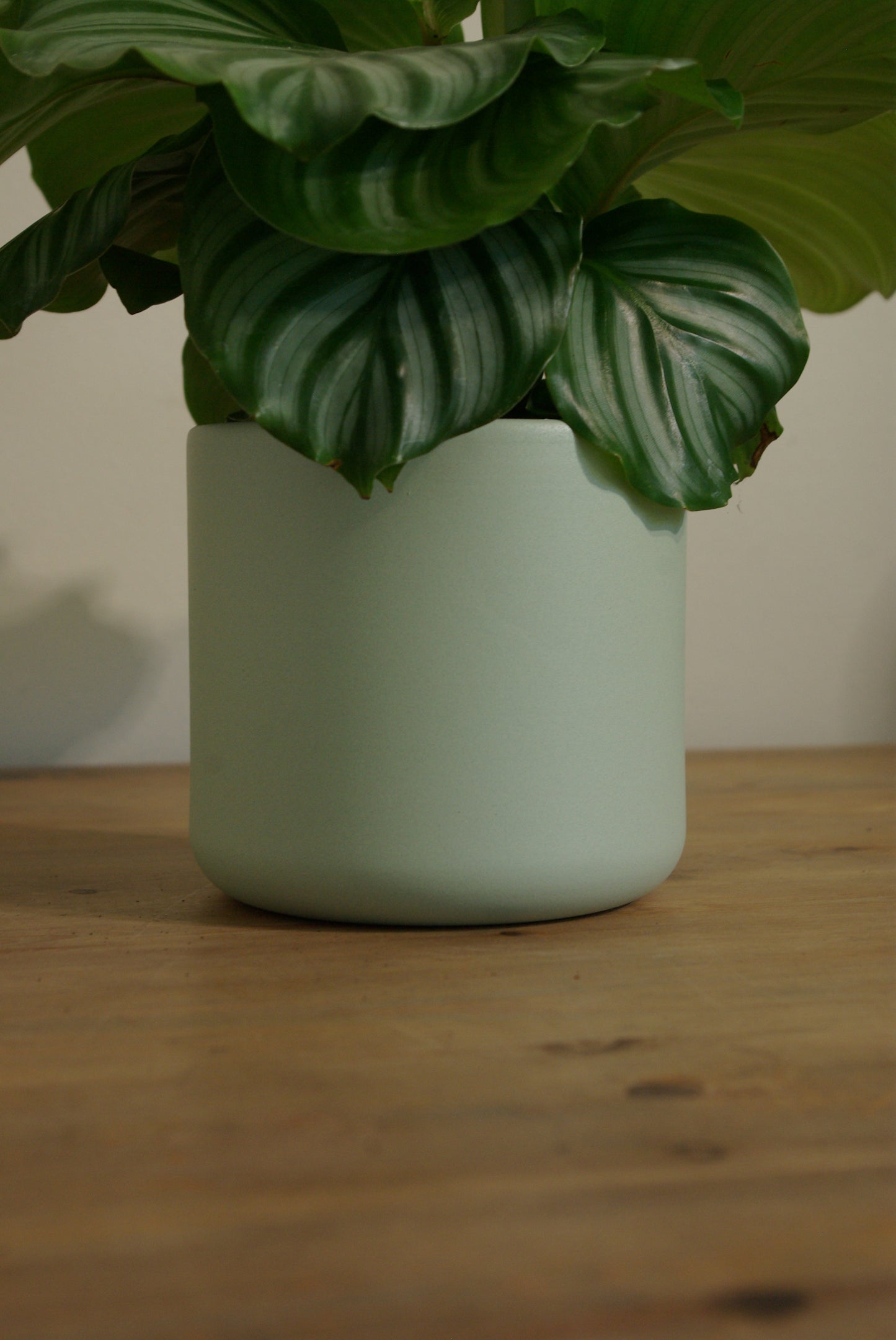 Sage Green Matte Pot - 12cm