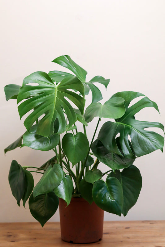 Swiss Cheese plant | Monstera Deliciosa