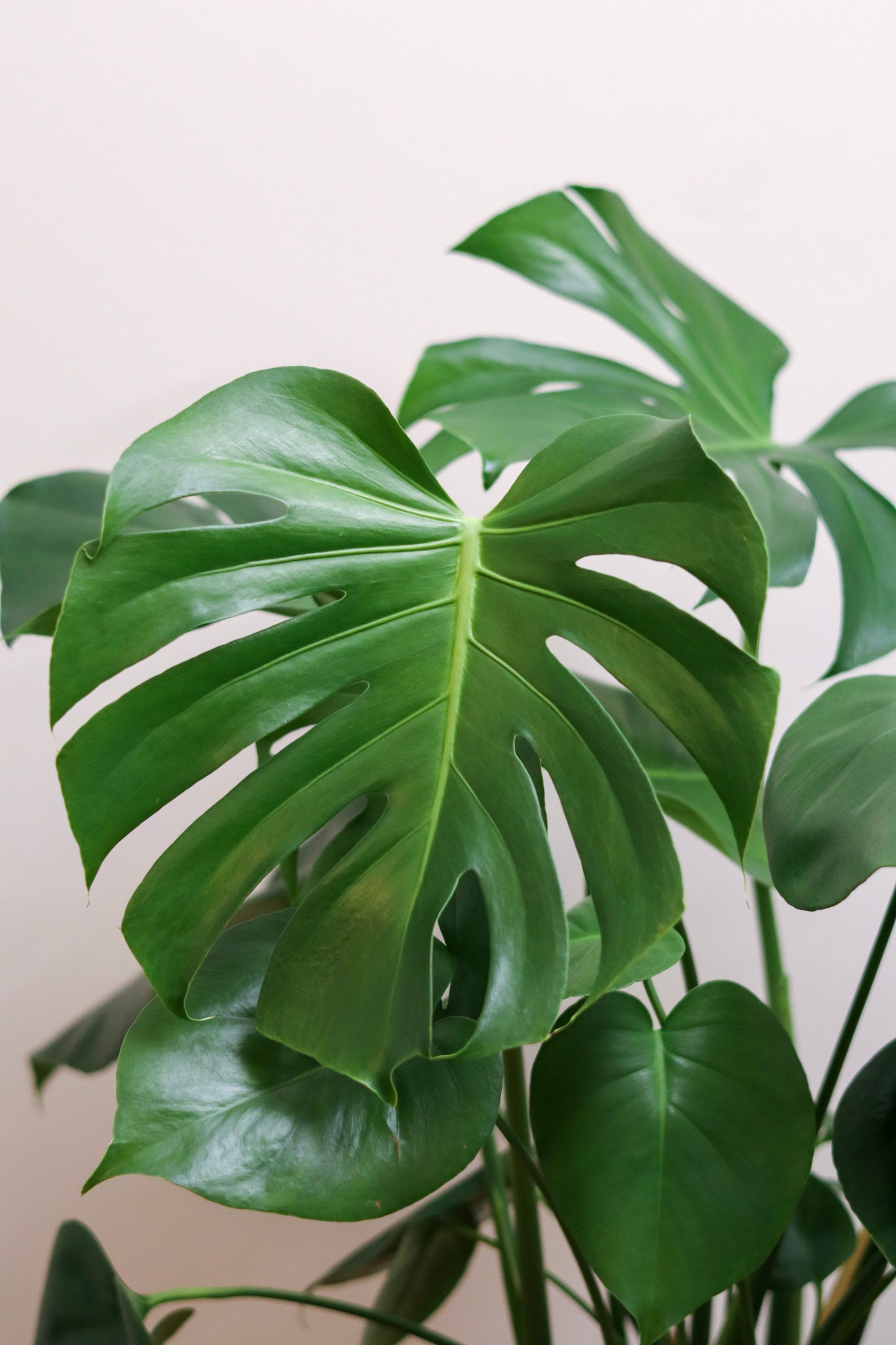 Swiss Cheese plant | Monstera Deliciosa