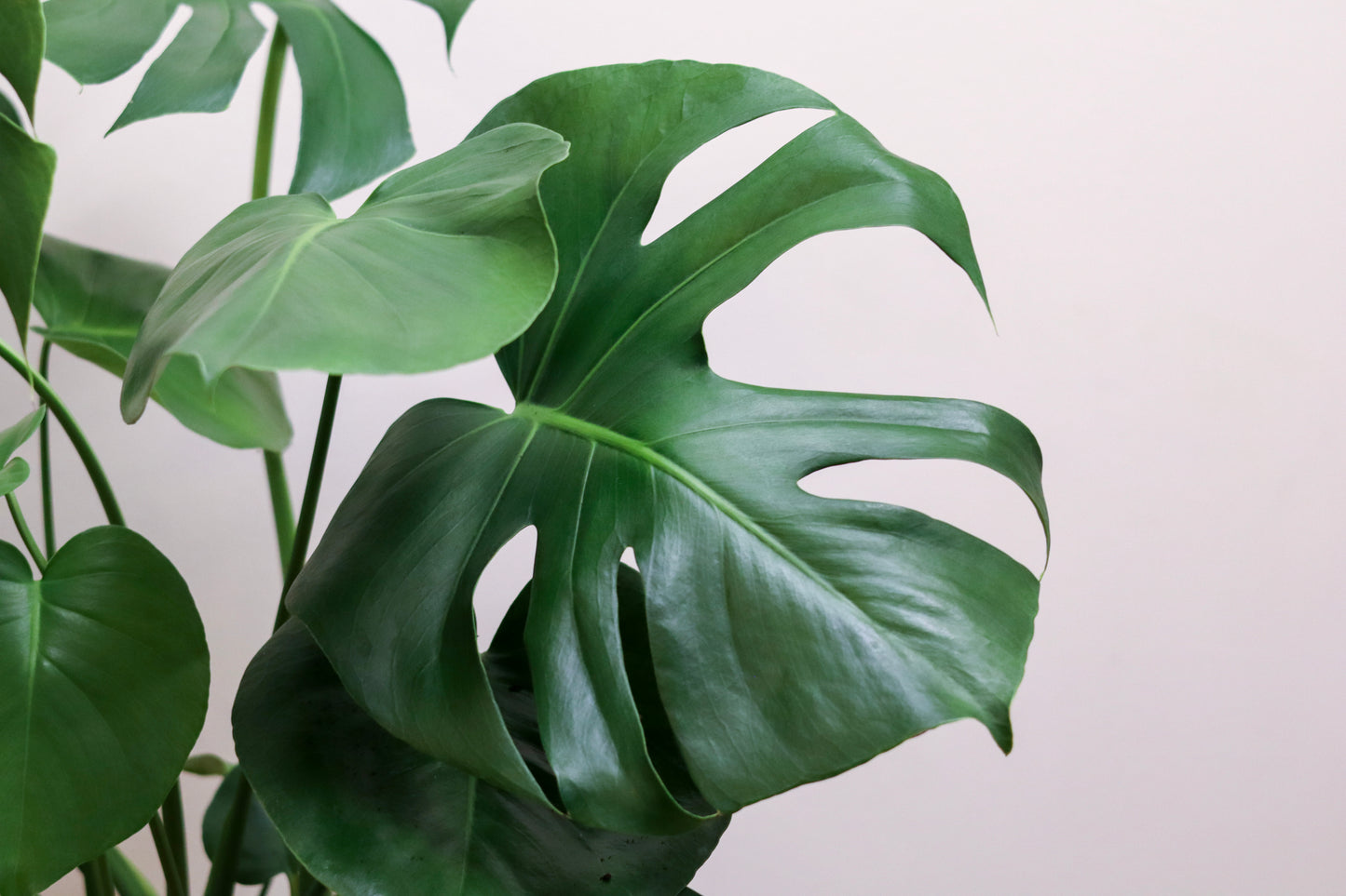 Swiss Cheese plant | Monstera Deliciosa