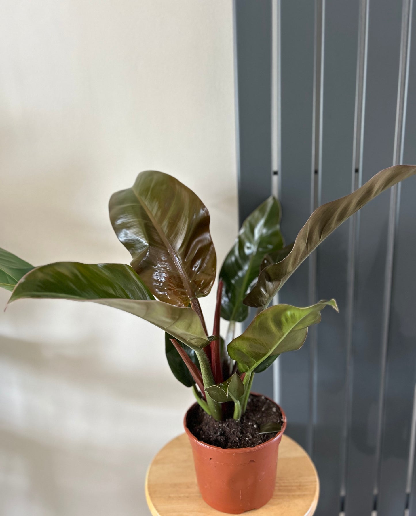 Imperial Red | Philodendron