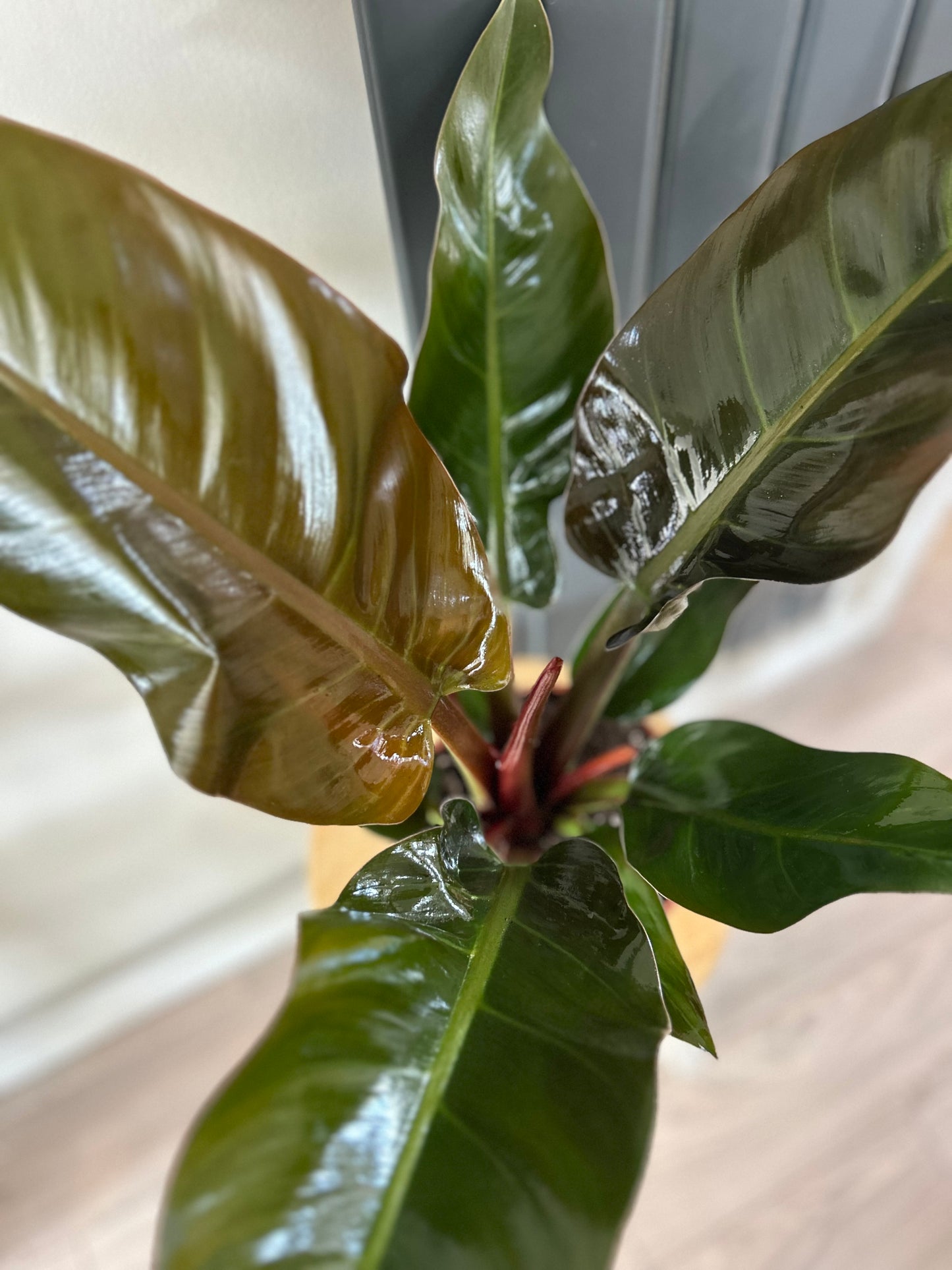 Imperial Red | Philodendron